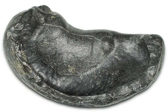Large Fossil Whale Ear Bone - South Carolina #369273